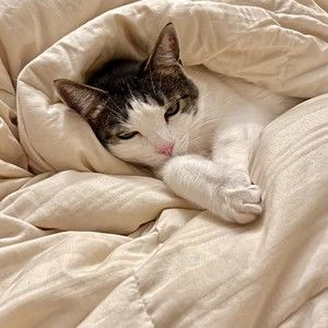 Meet your Posher, Zavi